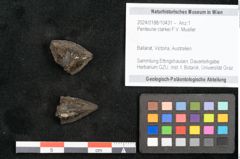 Foto (Objekt + Etikett) von Penteune clarkei F.V. Mueller (NHMW-GEO-2024-0188-10431)
